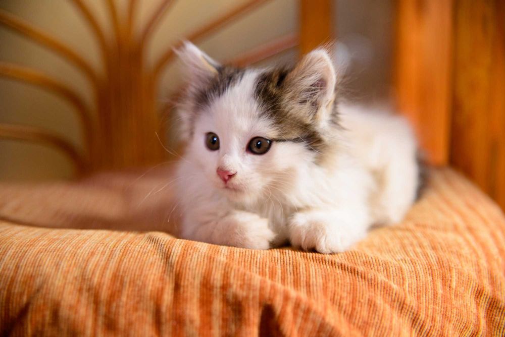 Котенок  девочка