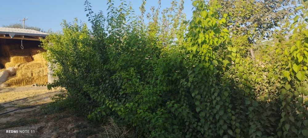 OʻRIK koʻchatlar Payvand qilinmagan yaxshi OʻRIK DANAKDAN ekilgan