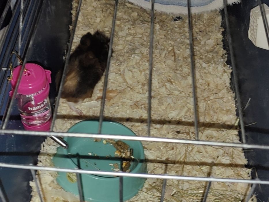 Подарявам женско морско свинче