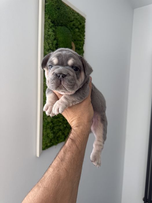 Bulldog Francez Luxurious