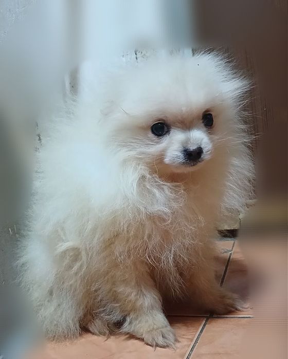 Продам щенков помиранского шпица.