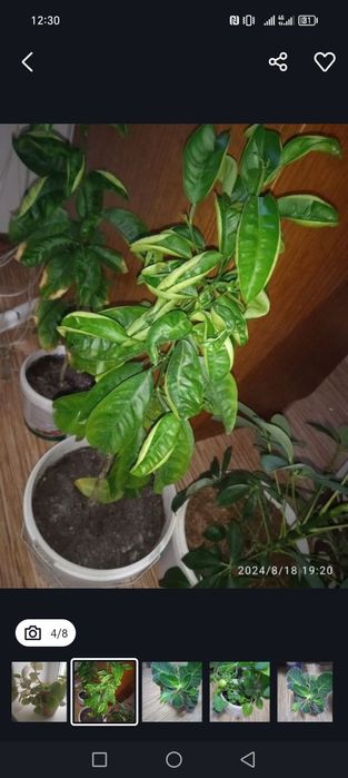 Цветы домашнии цена 2500тенге