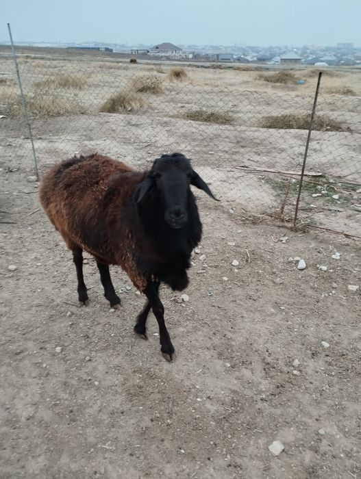 Жас қошқар сатылады