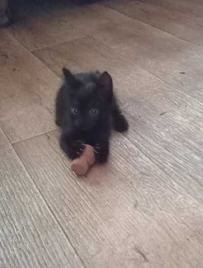 Отдадим в хорошие руки!