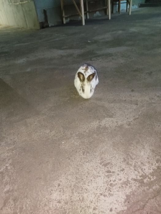 Karlik zotli sherigi bn sotladi 200 000 dan