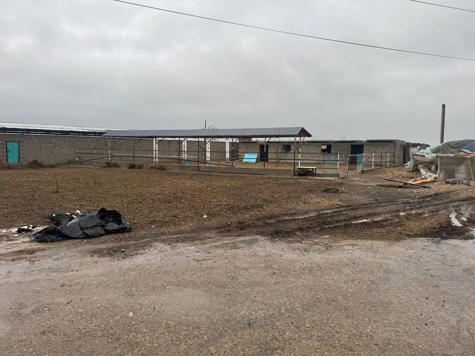 Ferma 1 gektar chinoz tumani