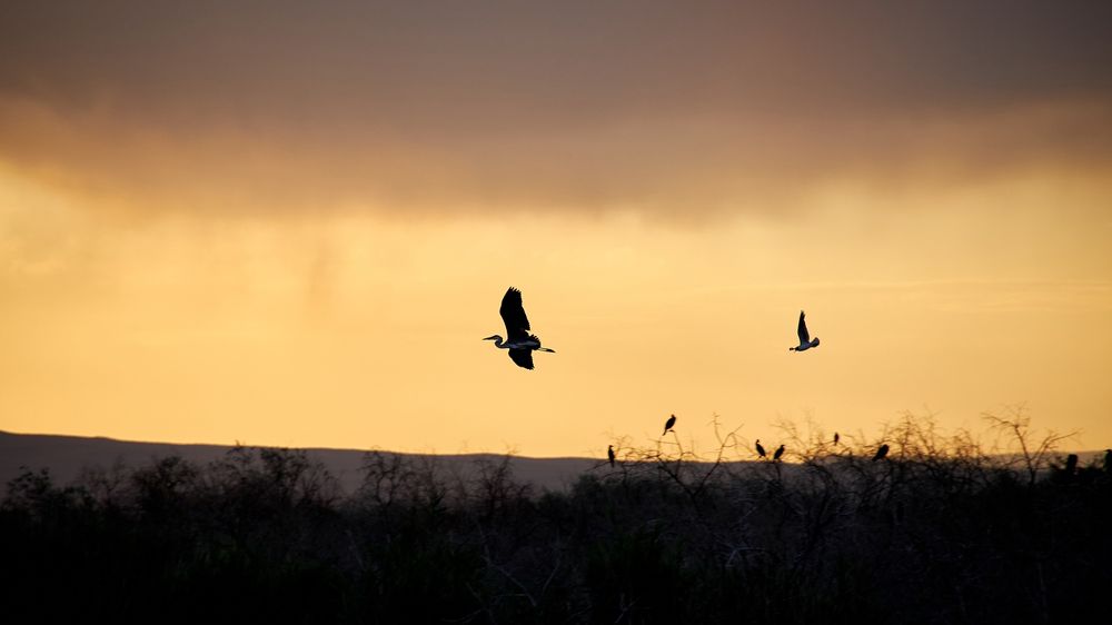 Картина  "природа Казахстана" холс