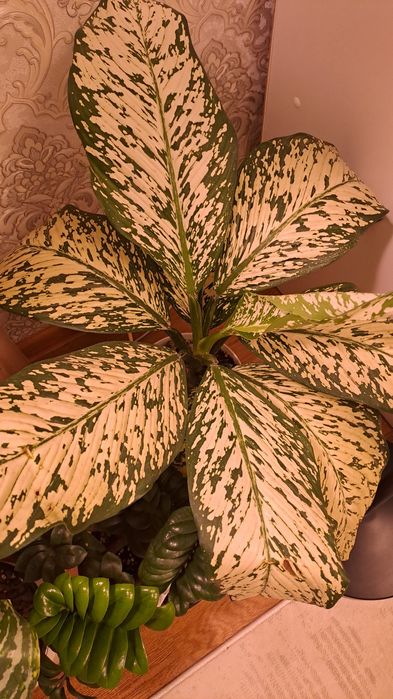 Продам диффенбахию Вайт Этна