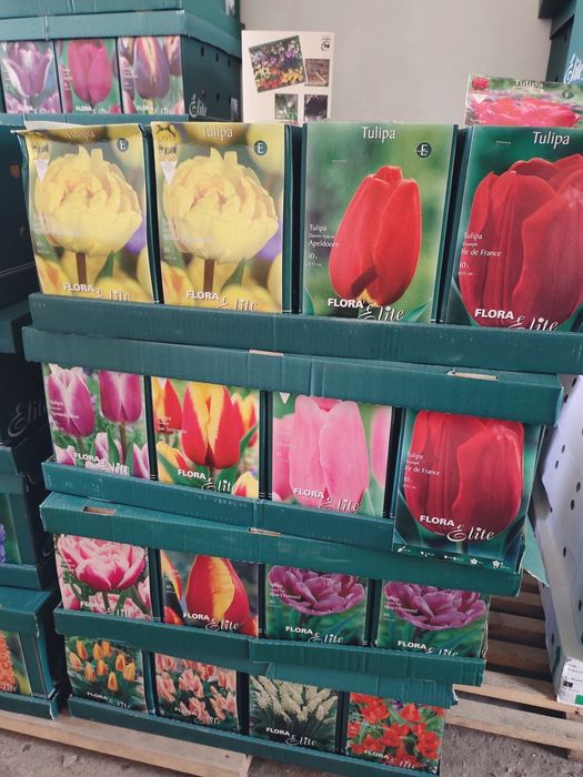 Луковичные растения Сортовые