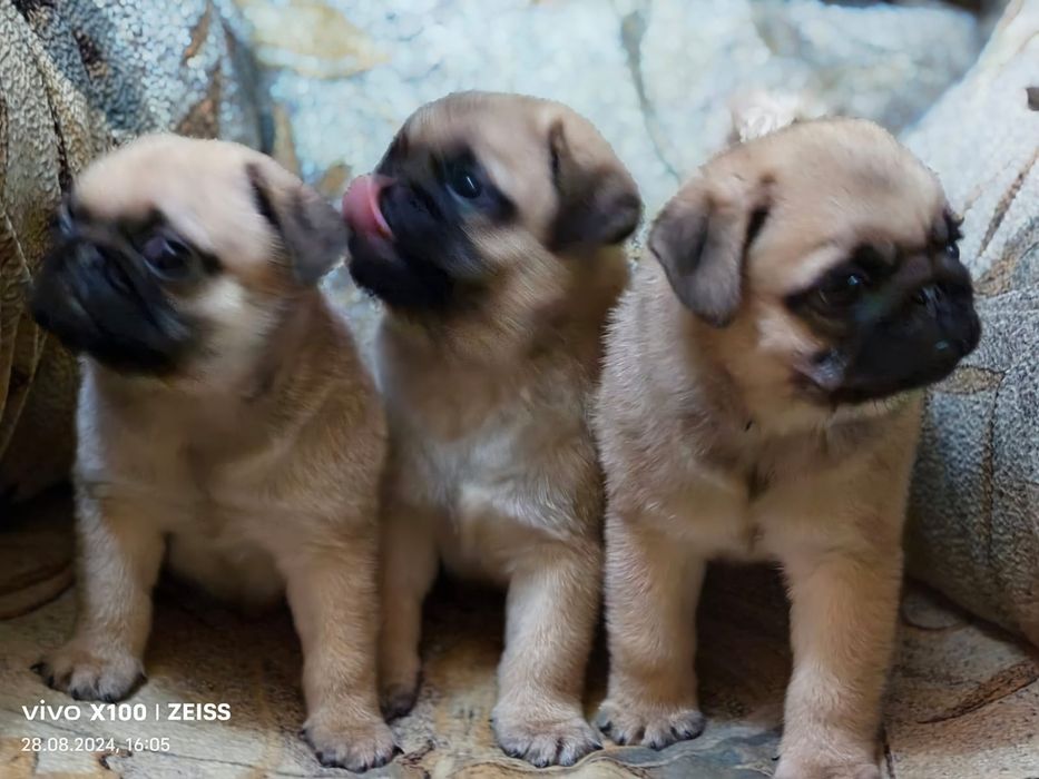 Продам щенков Мопса.