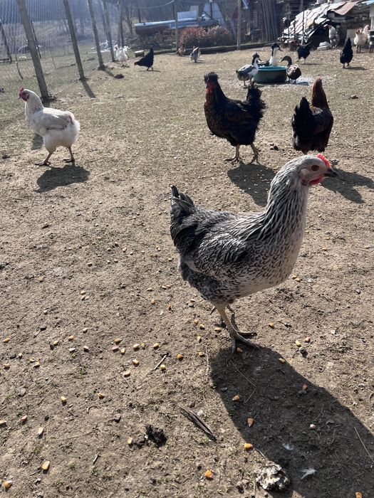 Gaste, gaini, rate, curci