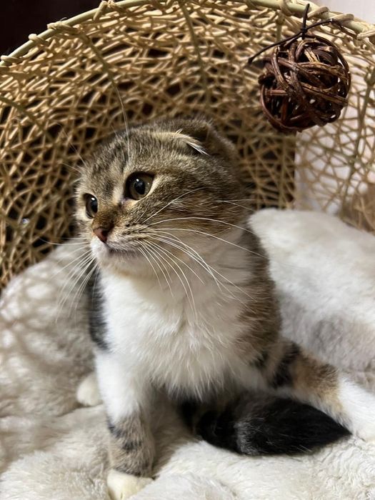 4 oylik mushuk bolalari juda aqilli bir qiz bir ogil