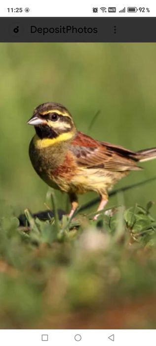 Птицы певчие продам звоните