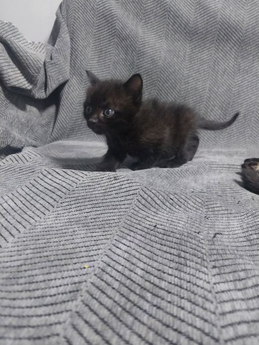 Отдам трех котят
