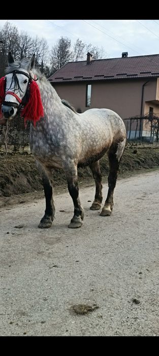 Vând urgent o iapă de 7 ani
