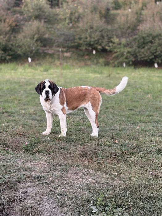 Femela de Saint Bernard cu Pedigree