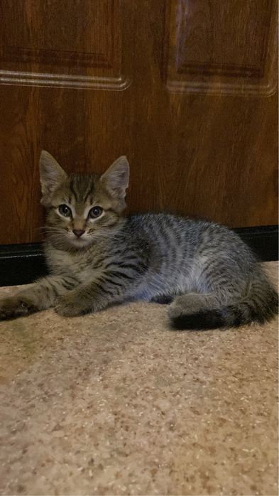 Котята бесплатно
