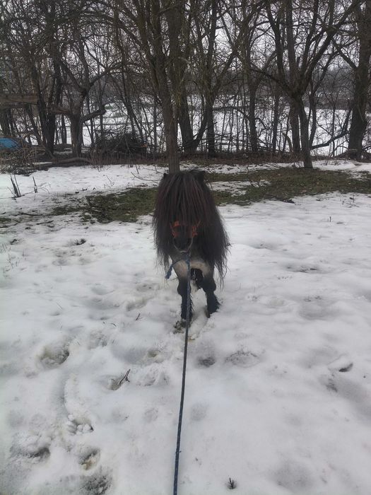 Vând ponei armăsar