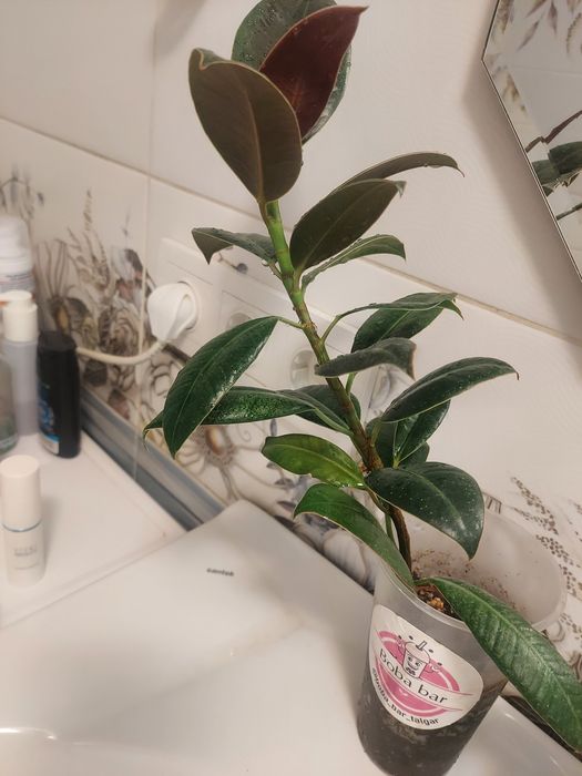 Фикус древовидный