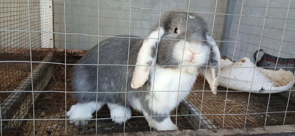 Продаются кролики.
