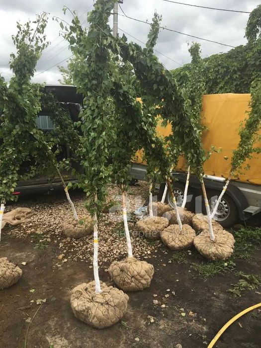 Саженцы сеянцы ель голубая ёлка липа  рябина кедр сосна продам береза