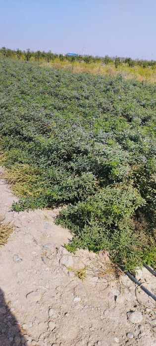 продаётся шиповник (растение)