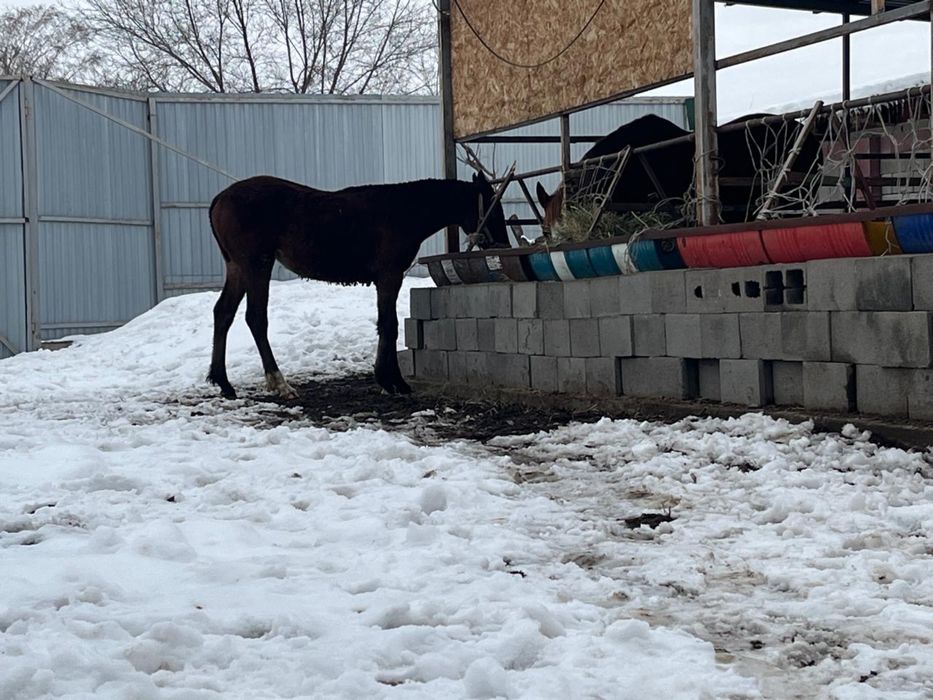 Тай……………………………..