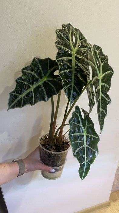 Детки алоказии Полли