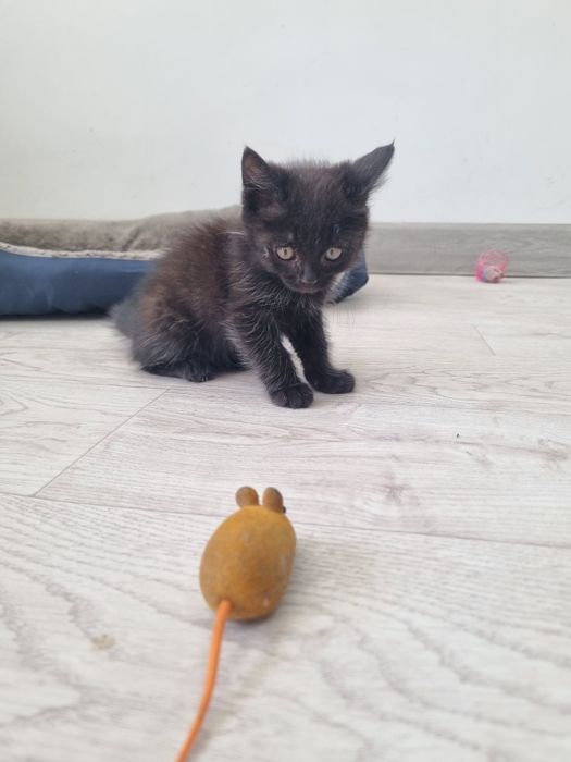 Отдам милую кошечку в добрые руки