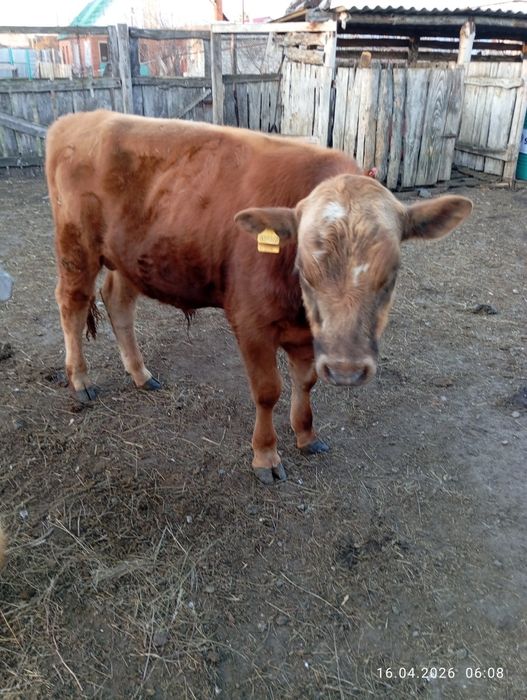 Продам быка, подробности в описании