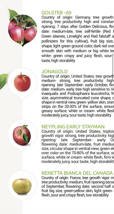 Саженцы фруктовых деревьев