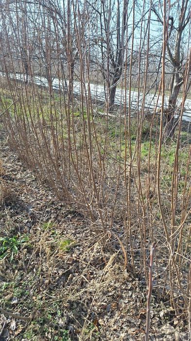 Мевали кучатлар бор, mevali ko'chat