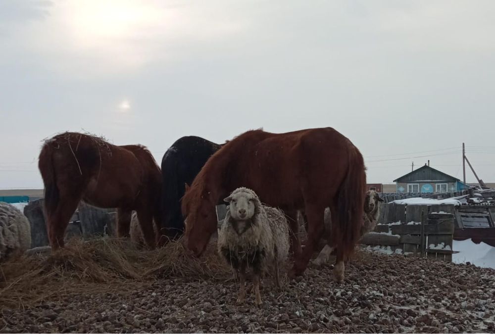 Продам лошадей разный возраст