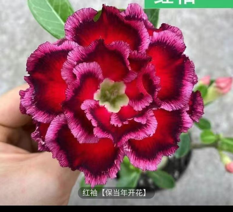 Сортовые адениумы из Китая