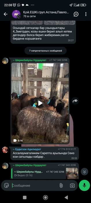 Продам баран и коз