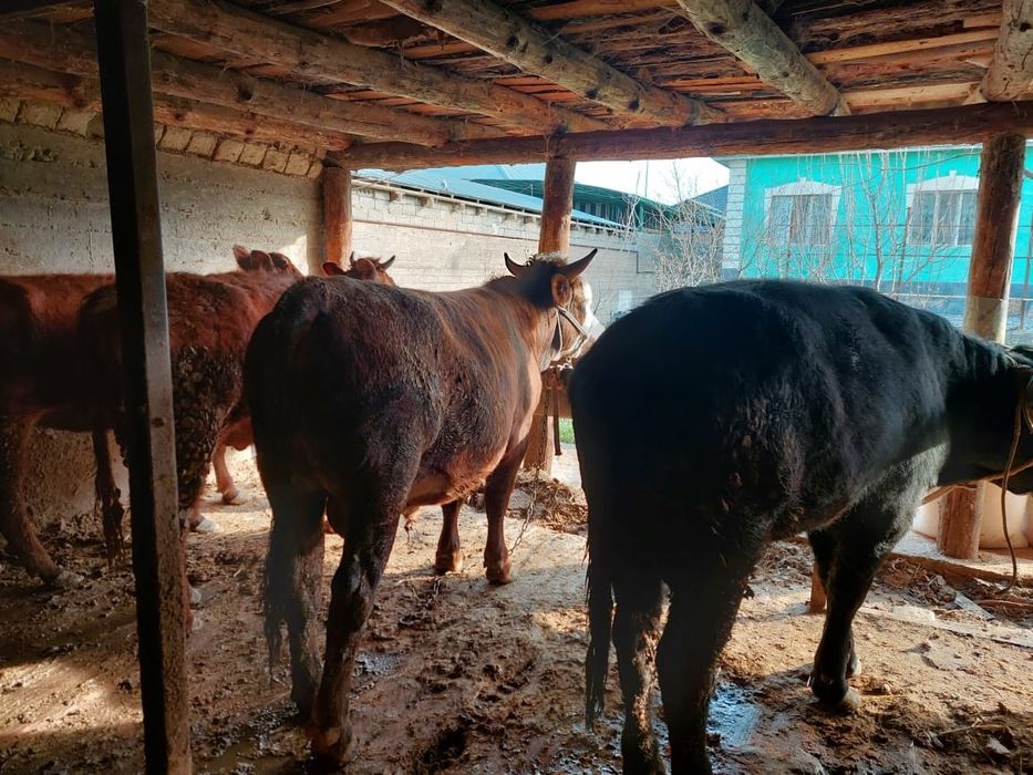 Буха огыз семыз бордахы