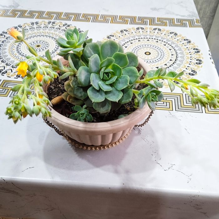 Эхеверия изящная.