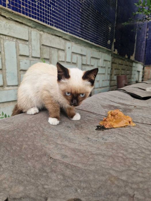 Девочка в добрые руки