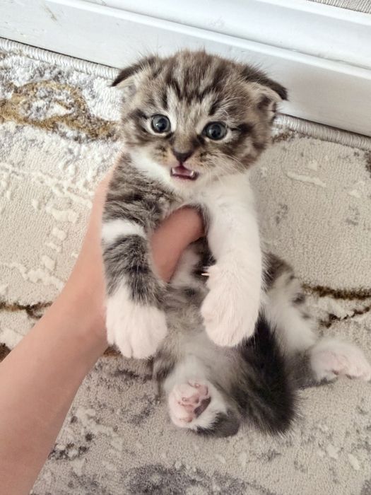 Котята вислоухая