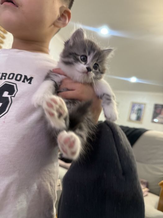 Отдам котят в добрые руки!