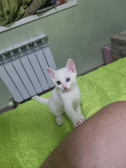 Отдам красивейших котят