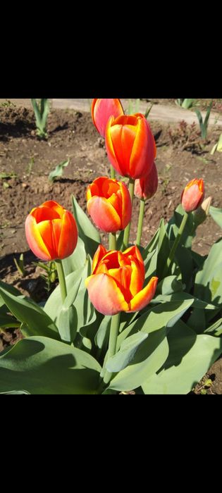 Продам тюльпаны садовые