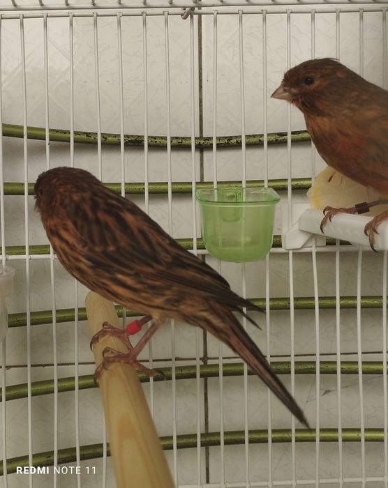 Канарейка молодойла. 3.  Ойли 4. Ойлила сотилади