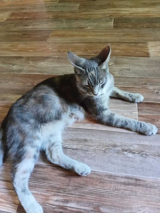 Котята в добрые руки!