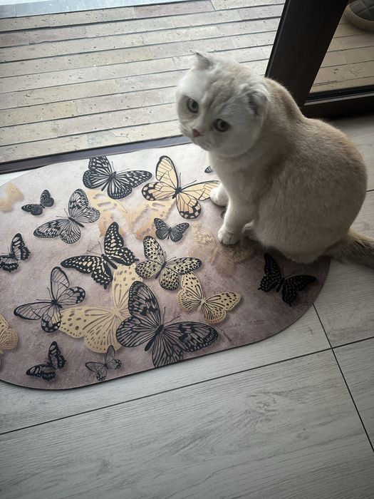 Чисто кровный чисто белый Скотиш Фолд на Вязку