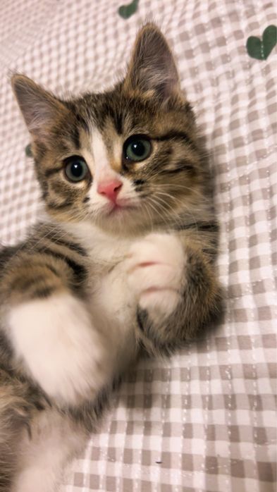 котенок в добрые руки