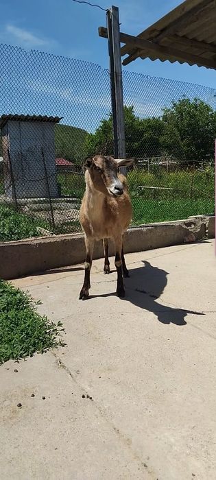 Альпийский ешкі сатылады