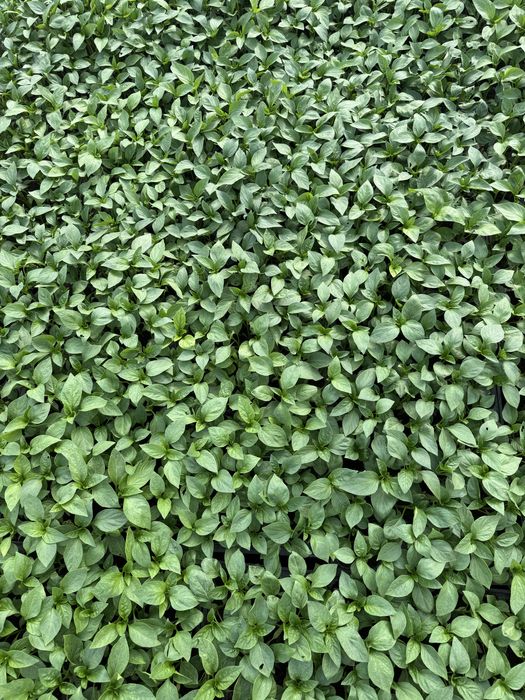 Rasaduri de ardei(kapia, galben) gogosari rosii(de mai multe feluri) vinete telina varza(toamna, vara) si altele