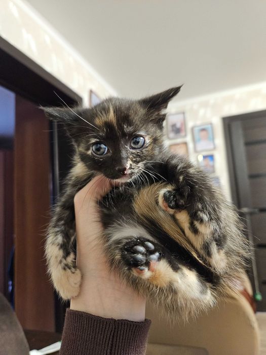Отдам котенка (девочку)