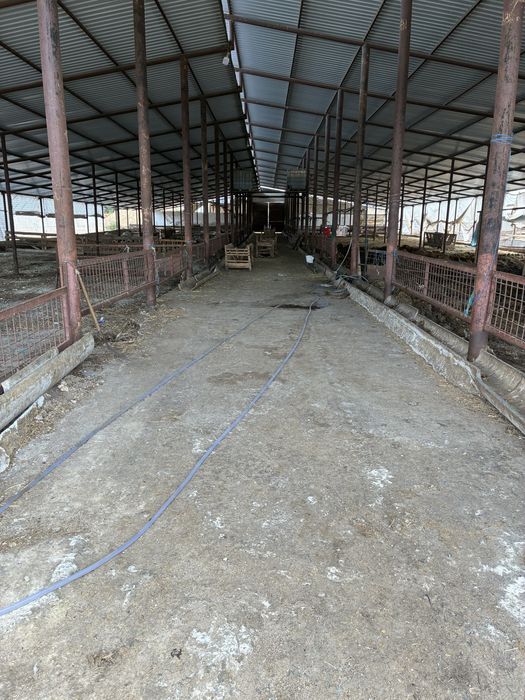 Ferma de vanvare ovidiu